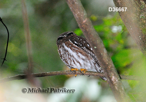 Glaucidium brasilianum
